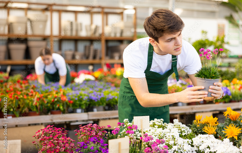 Focused young garden market salesman working in potted plants department checking blooming Armeria maritima with pink flowers on display staging