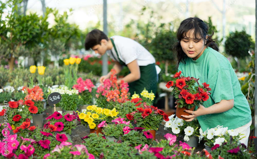 Focused young Asian female consumer in casual wear choosing Petunia flower in pot while buying plants in garden market