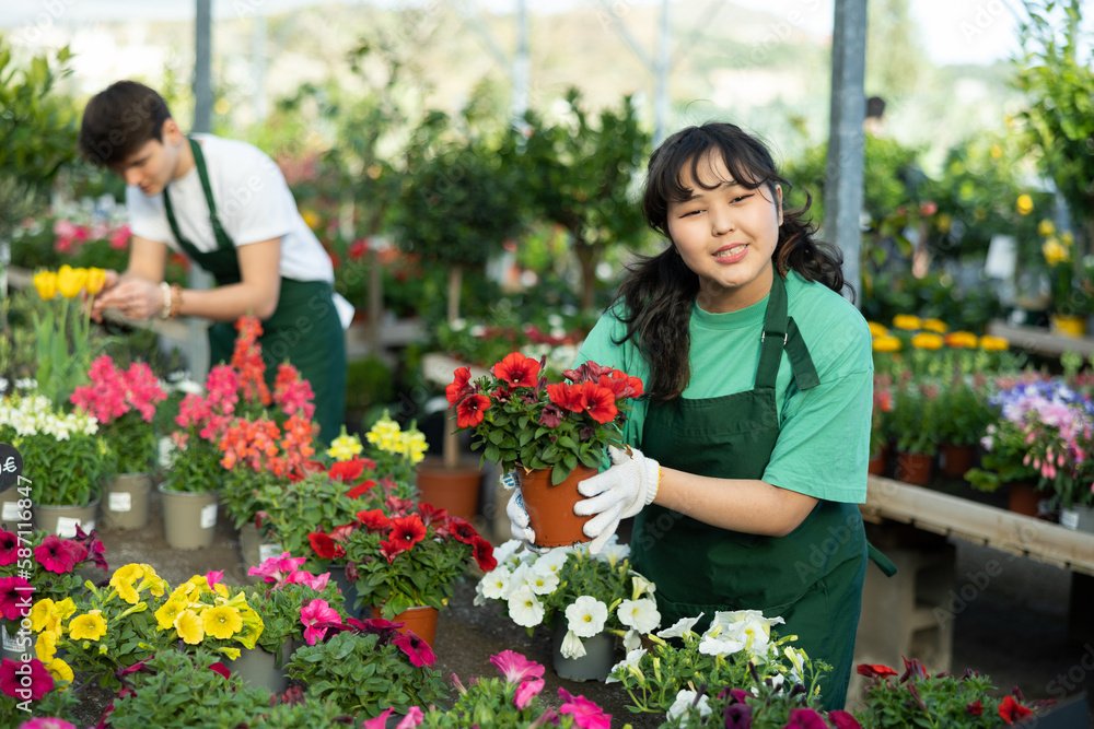 Skillful positive young Asian woman, botanist checking flower petals while holding pot with Petunia in glasshouse