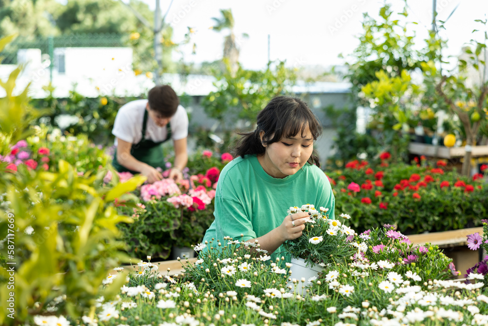 Focused young Asian woman in casual wear checking potted Argyranthemum Frutescens flower while buying plants for house in glasshouse