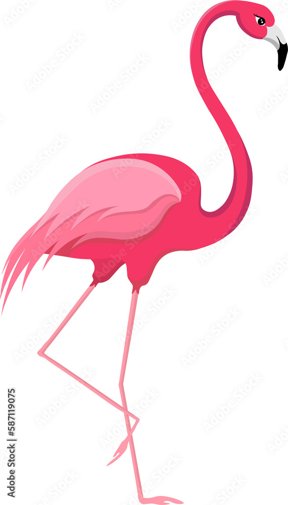 Fototapeta premium flamingo bird vector illustration