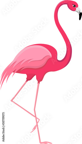 flamingo bird vector illustration