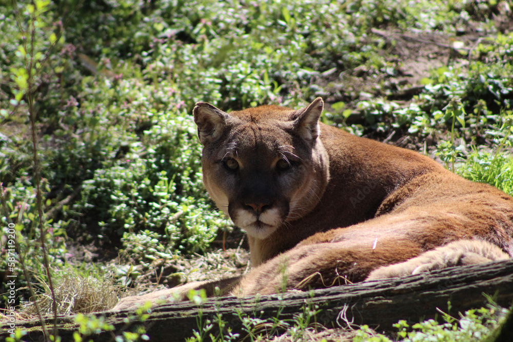 Fototapeta premium mountain lion