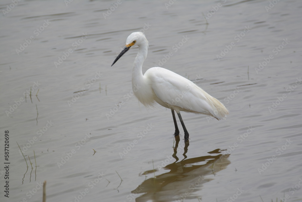 Snowy Egret in a pond Snowy Egret in a pond