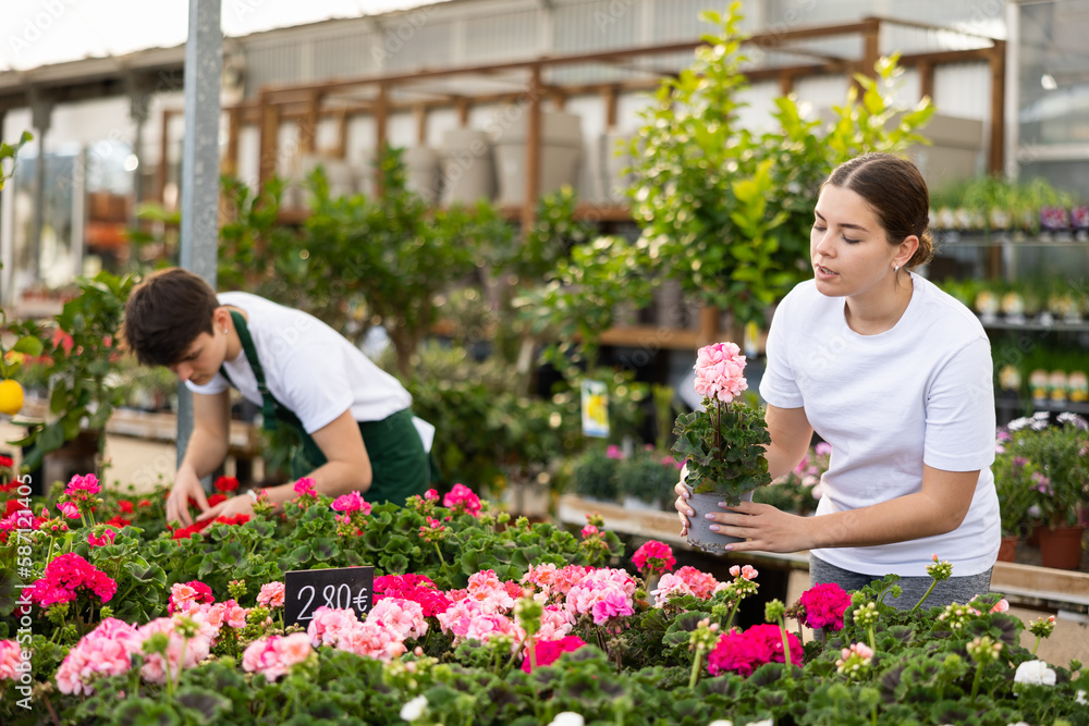 Inspired young female customer in casual clothes inspecting potted Geranium Pelargonium flowers while shopping in garden center