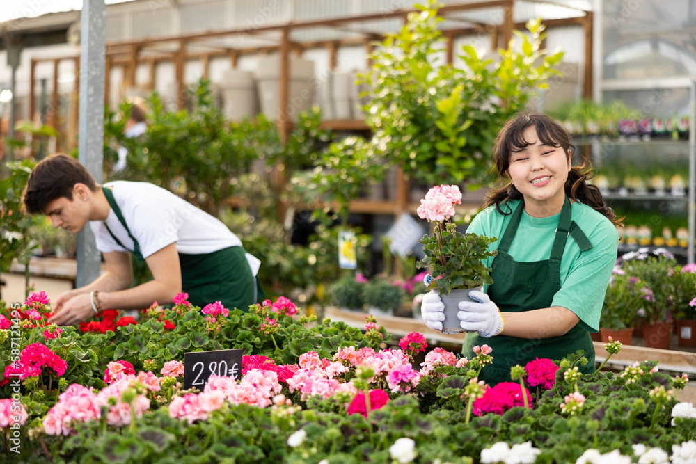 Cheerful cute young Asian florist girl working in greenhouse, arranging pots with colorful blooming geraniums on plant staging