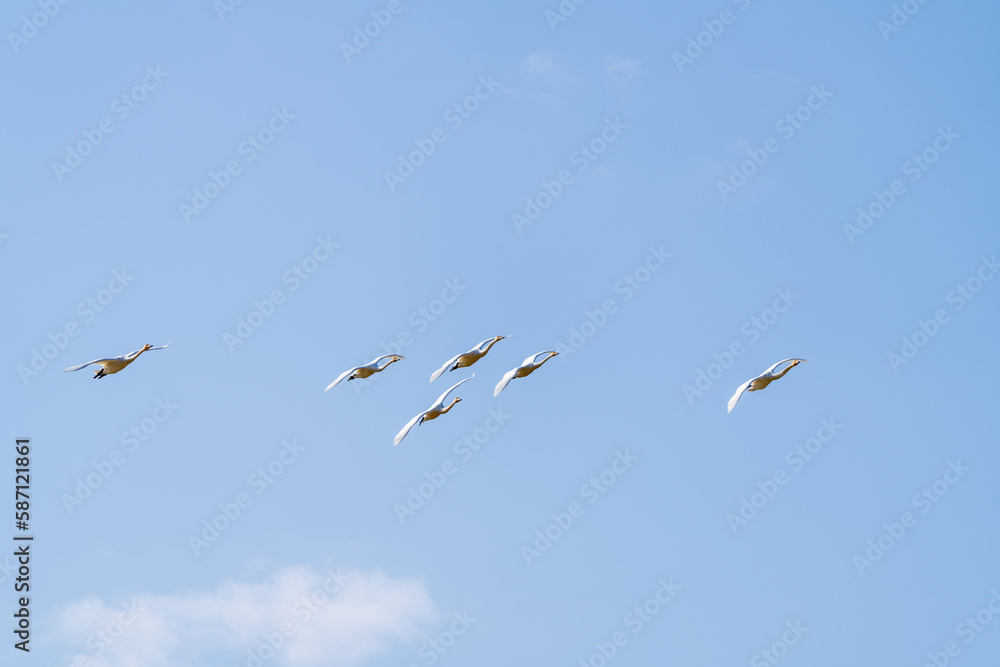 Fototapeta premium 백조