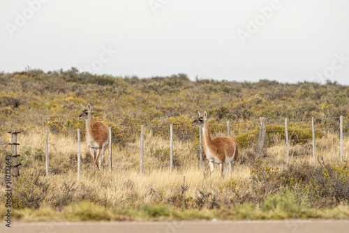 Two guanacos standing in the field behind a fence.