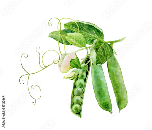 Watercolor illustration of green peas, isolated on white background