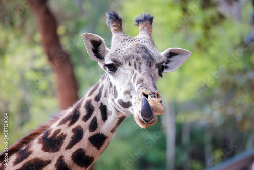 Giraffe modeling for the camera at the Los Angeles CA Zoo © Carlos Tolentino 