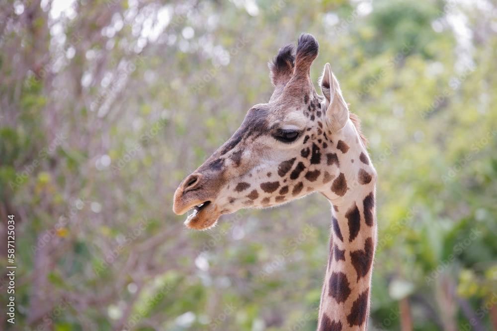 Giraffe modeling for the camera at the Los Angeles CA Zoo Giraffe modeling for the camera at the Los Angeles CA Zoo