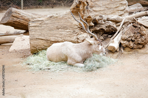 addax resting at the zoo in Los Angeles CA photo