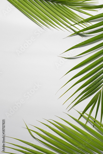 coconut leaves