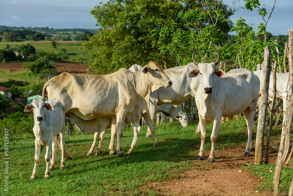 Cattle. Herd of sustainably raised Nellore cattle on small farms in Paraiba State, Brazil. Cattle. Herd of sustainably raised Nellore cattle on small farms in Paraiba State, Brazil.