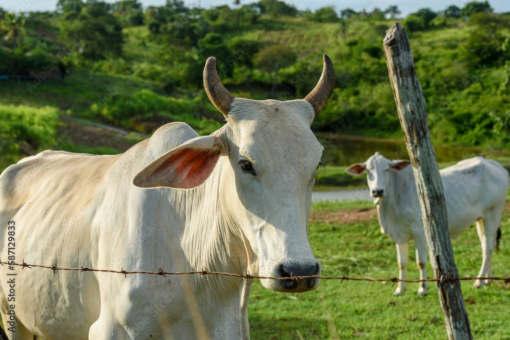 Cattle. Herd of sustainably raised Nellore cattle on small farms in Paraiba State, Brazil. Cattle. Herd of sustainably raised Nellore cattle on small farms in Paraiba State, Brazil.