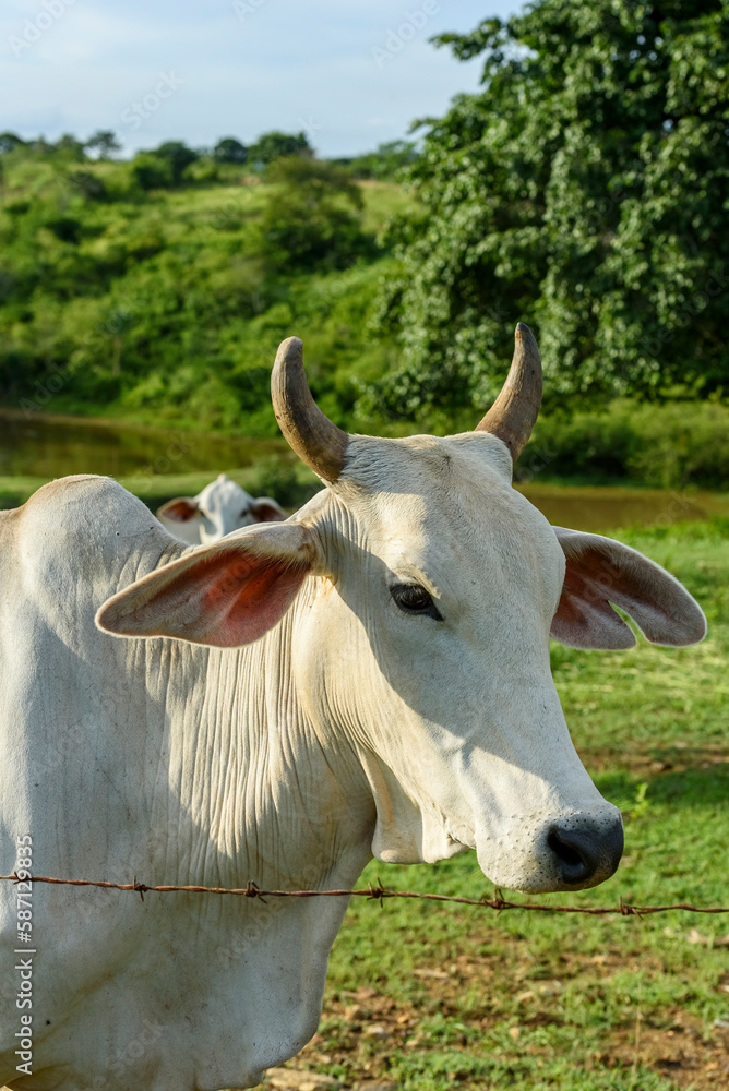 Cattle. Herd of sustainably raised Nellore cattle on small farms in Paraiba State, Brazil. Cattle. Herd of sustainably raised Nellore cattle on small farms in Paraiba State, Brazil.