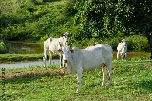 Cattle. Herd of sustainably raised Nellore cattle on small farms in Paraiba State  Brazil.