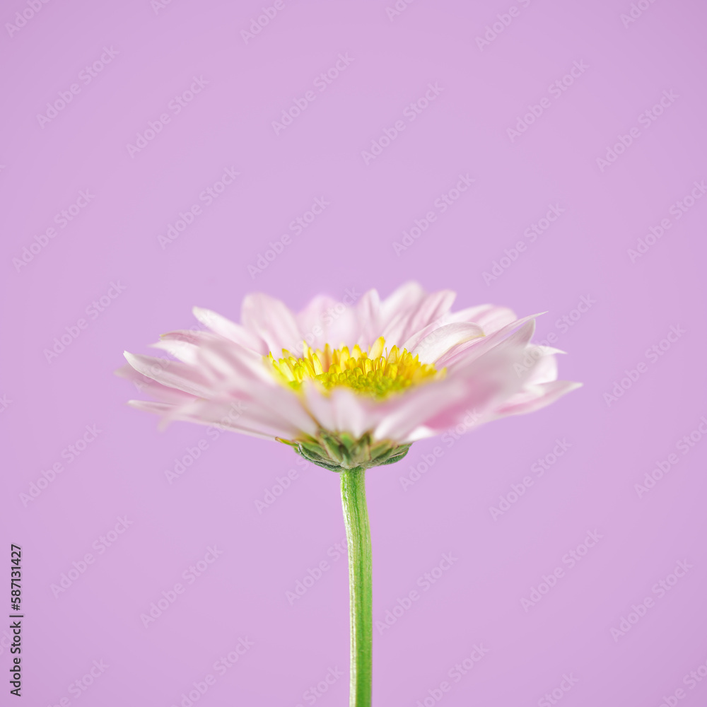 Single pink flower blooming with yellow center and green stem.
