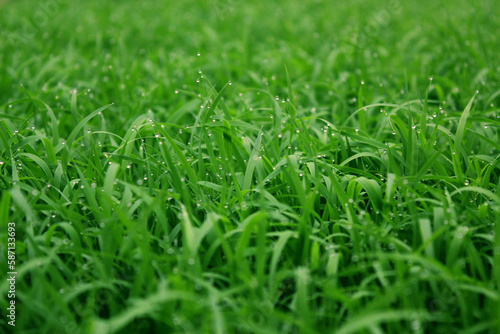 spring season abstract natural background of green rice farm close up with water drop . grass with water drops . 