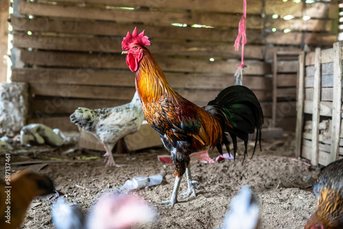 Ayam Kampung is a type of chicken originating from Indonesia and Malaysia