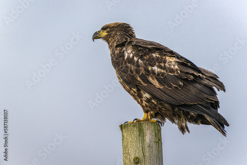 2023-02-10 A YOUNG GOLDEN EAGLE PERCHED ON A POLE WITH A LIGHT SKY LOOKING LEFT INTHE SCENE IN BOW WASHINGTON © Michael J Magee