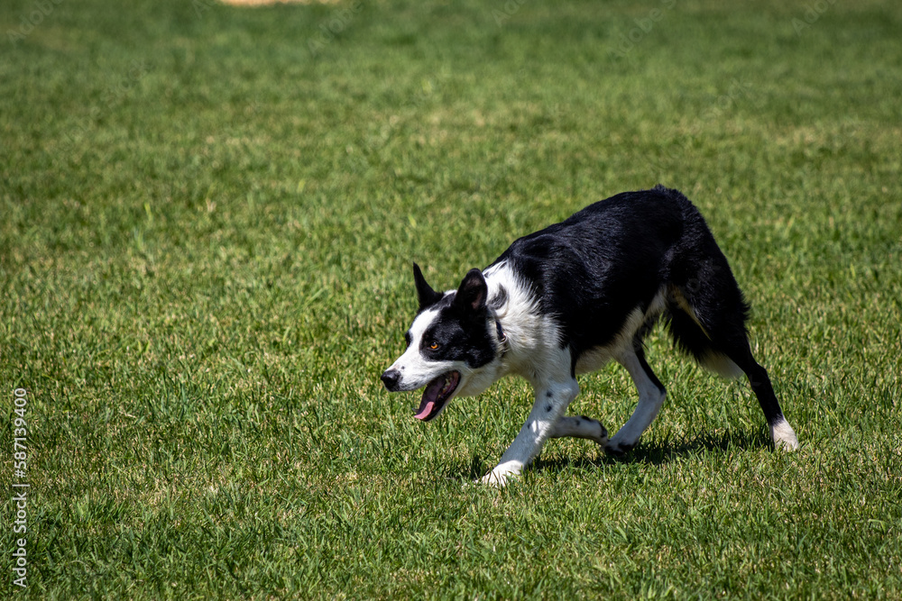 Border Collie Sheepdog Border Collie Sheepdog