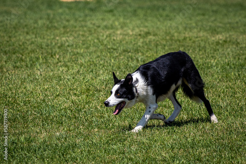 Border Collie Sheepdog
