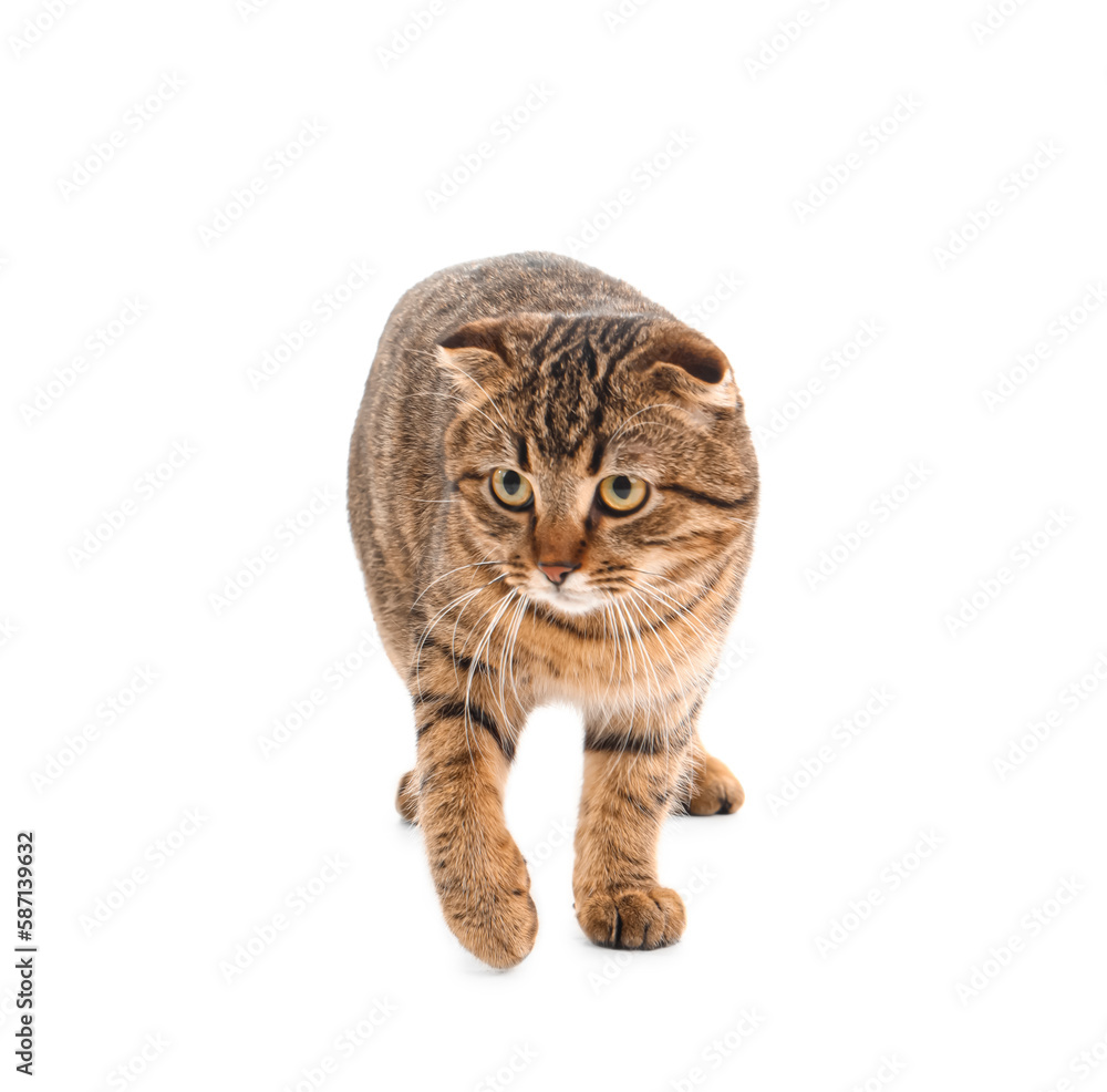 Fototapeta premium Striped Scottish fold cat on white background