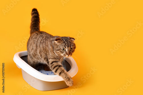 Cat in litter box on yellow background