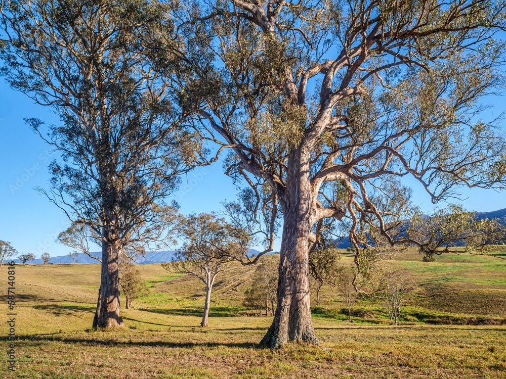 Pair Gnarled Gums