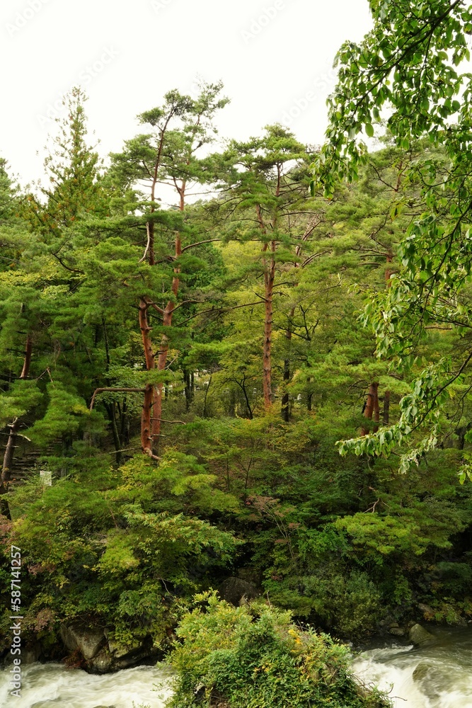 Fototapeta premium 昇仙峡、神奈川県、日本、景色、渓谷、岩、川、水、空、自然、流れ、橋、電話ボックス、バス停、古い電話、木、急流、秋、緑、つり橋、看板、標識、ダム、観光、ツアー、バスツアー、