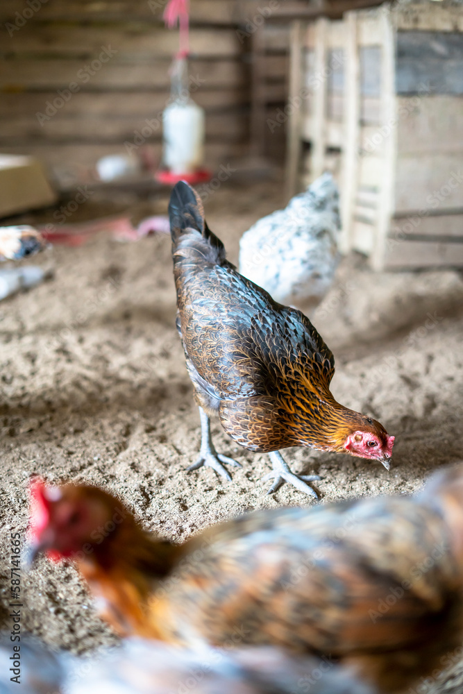 Ayam Kampung is a type of chicken originating from Indonesia and