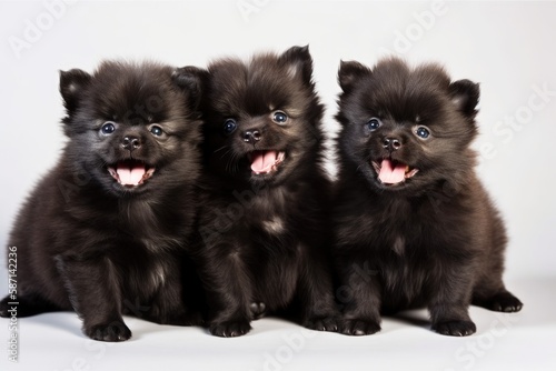 Pomeranian puppies in a group, all laughing, on a white backdrop. Generative AI