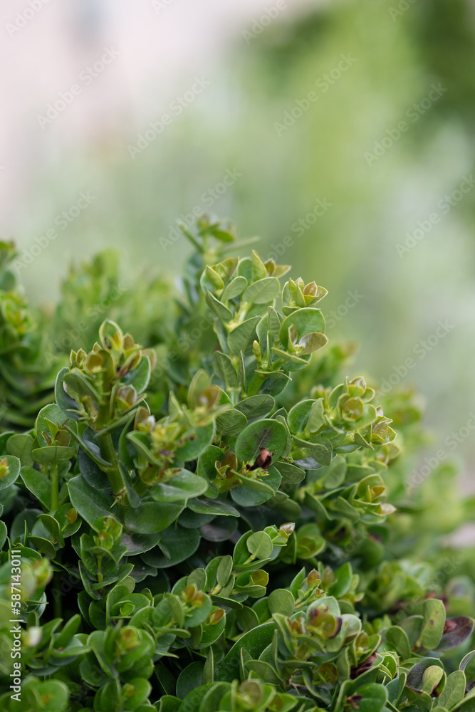 Green bush plant with background unfocus Green bush plant with background unfocus