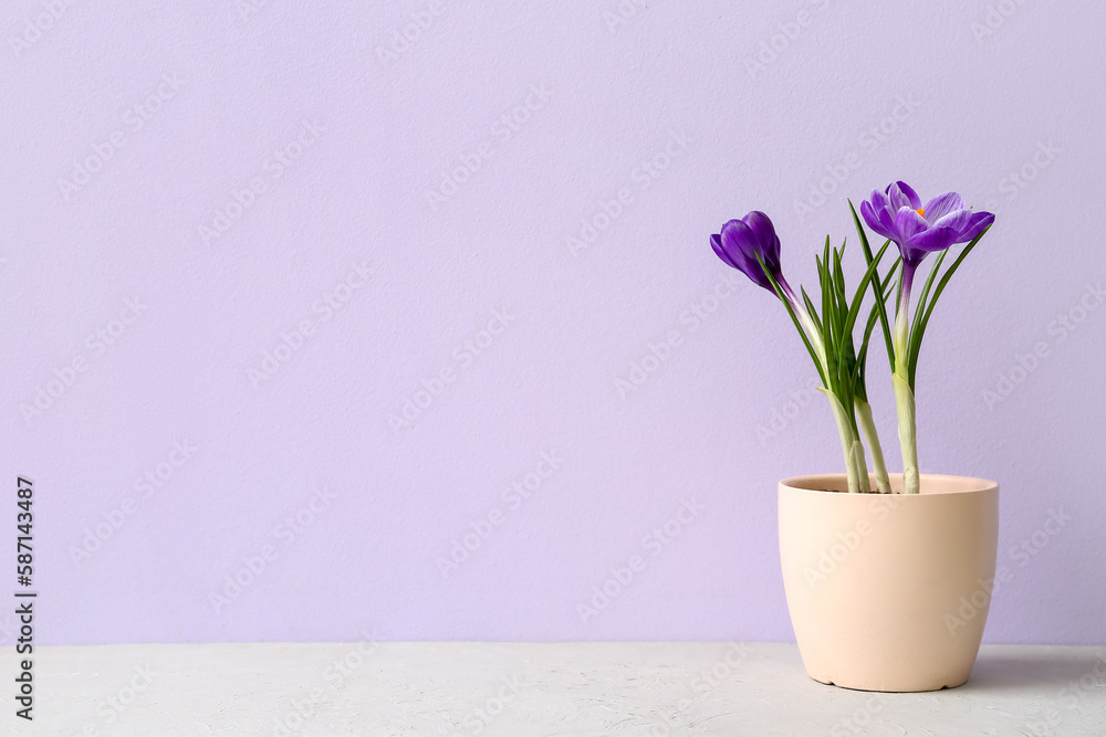 Pot with beautiful crocus flowers on table near lilac wall