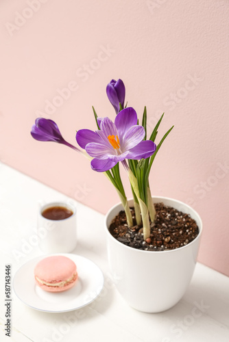 Pot with beautiful crocus flowers, cup of coffee and tasty macaroon on table near beige wall