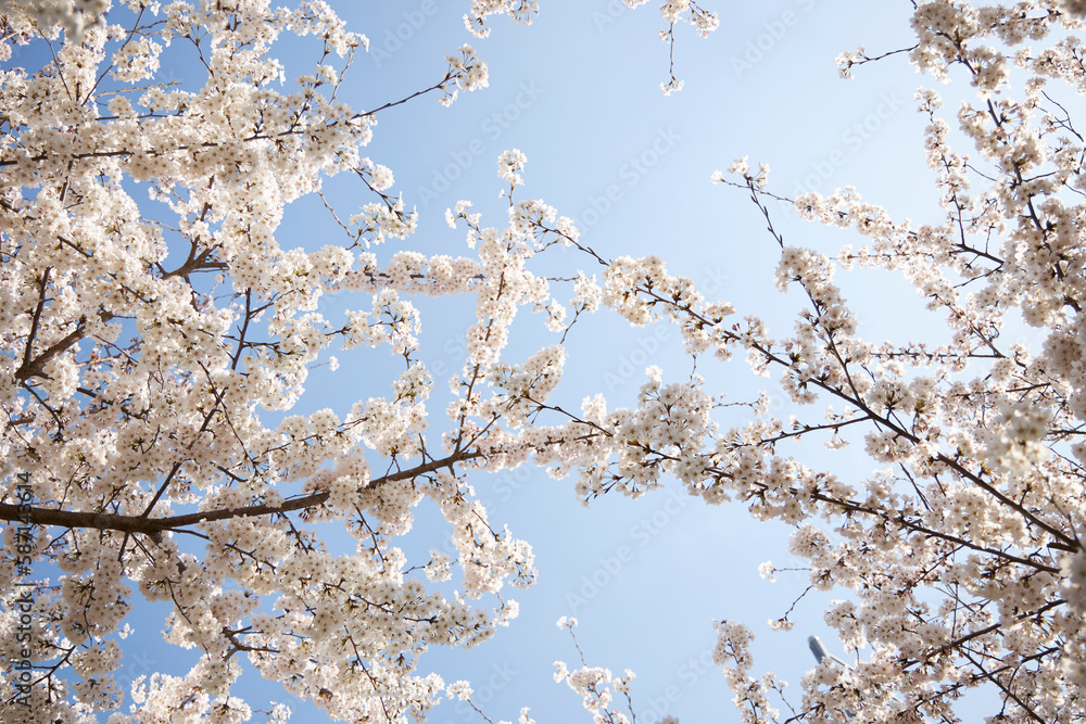 branch of blooming cherry blossom flower with copy space branch of blooming cherry blossom flower with copy space