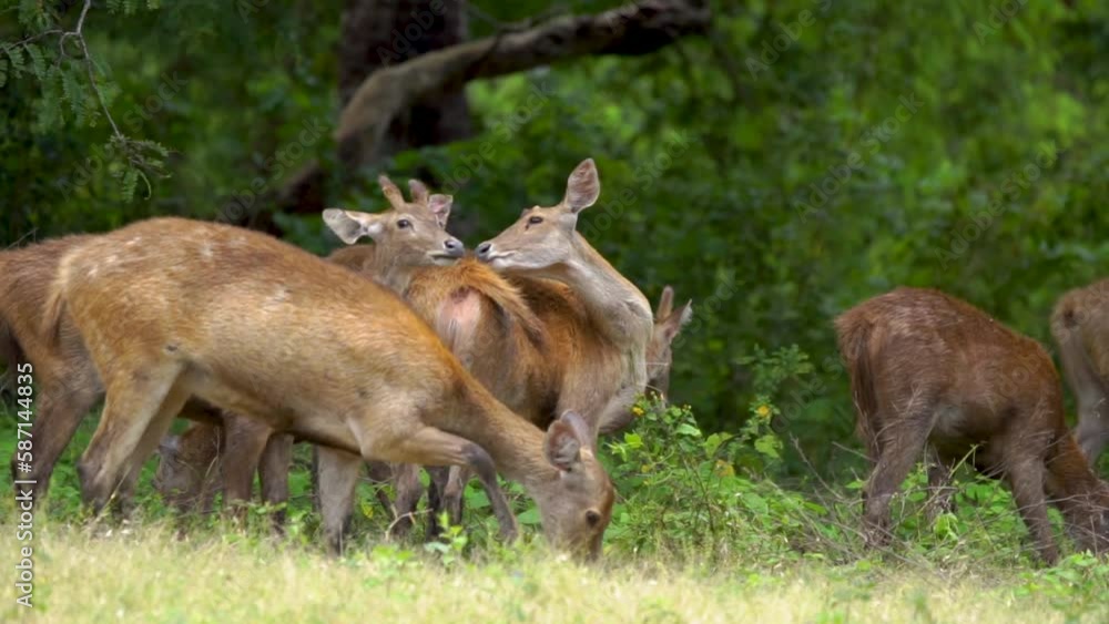 a herd of javan rusa or also called timor deer gather in the middle of bekol savanna in Baluran National Park, East Java a herd of javan rusa or also called timor deer gather in the middle of bekol savanna in Baluran National Park, East Java
