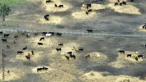 Aerial view of large feedyard with meat cows. Feeding of cattle on farm feedlot in countryside area photo