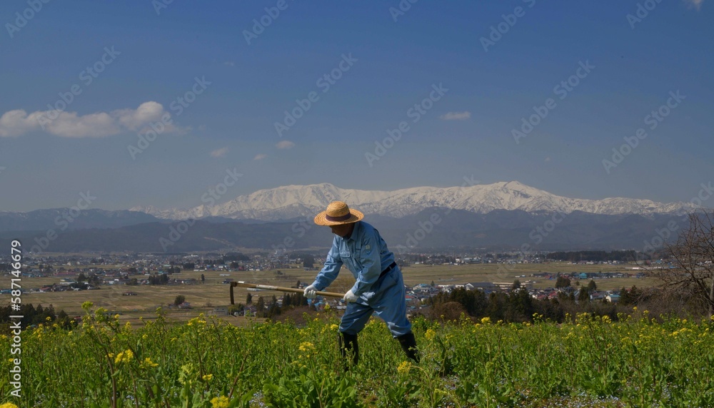 菜の花の畑で作業をする男性