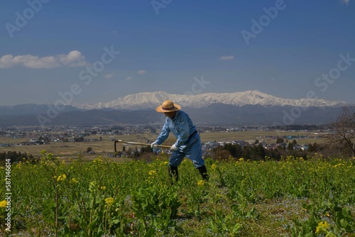 菜の花の畑で作業をする男性