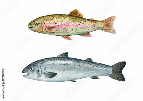 Rainbow trout and salmon watercolor illustration, isolated on white background.
