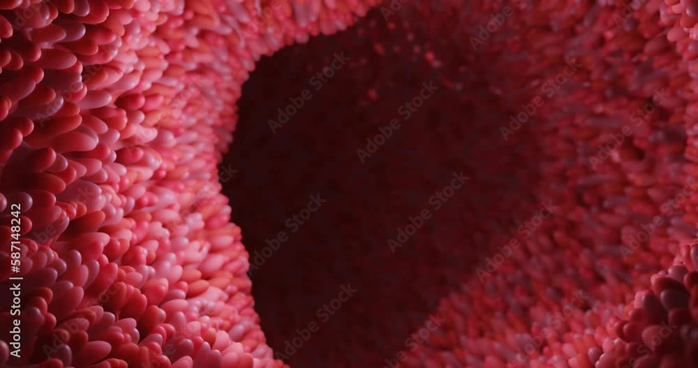 Stockvideon Model of the small intestine in the human body. Microvilli ... Biology Diagrams
