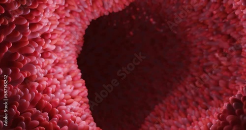 Model of the small intestine in the human body. Microvilli on the surface of digestive system or intestinal tract. anatomy, biology, science, medicine, medical and healthcare concepts. 3D rendering. photo