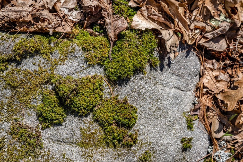 Obraz premium forest