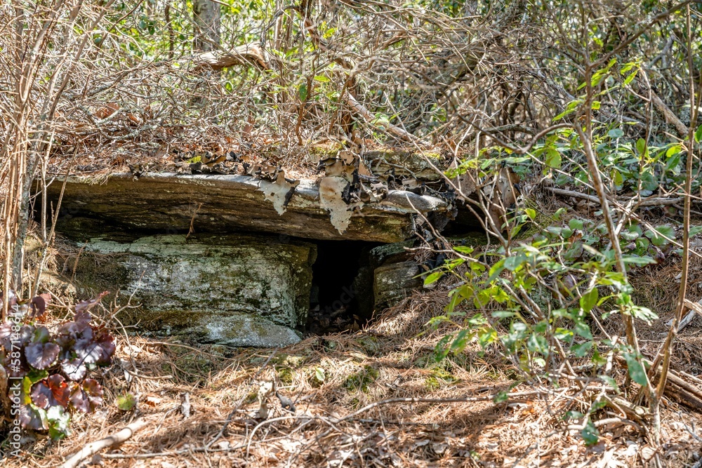 Obraz premium forest