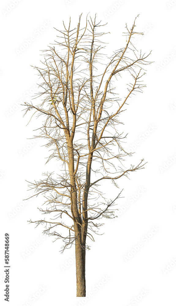 Obraz premium dead tree isolated on transparent background with clipping path, single tree with clipping path and alpha channel.