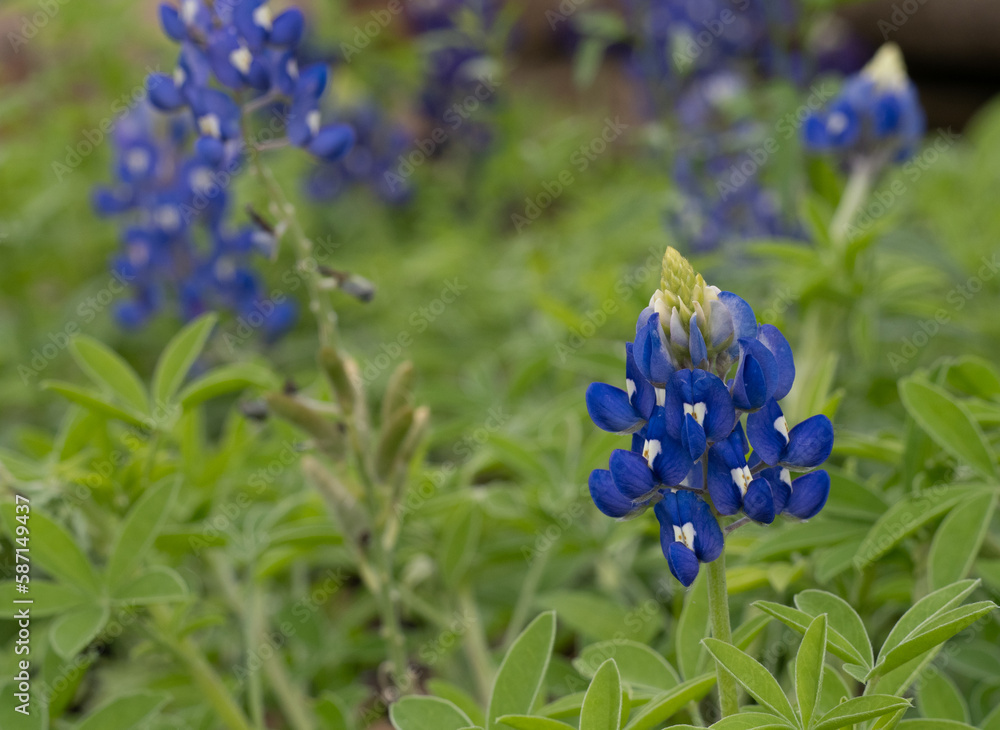 Close Up of a Field of Blooming Texas Bluebonnets Close Up of a Field of Blooming Texas Bluebonnets