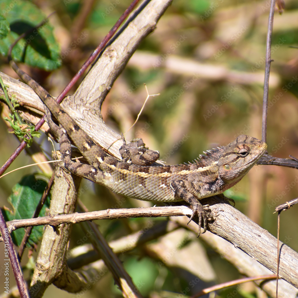 Lizard looking for its food 