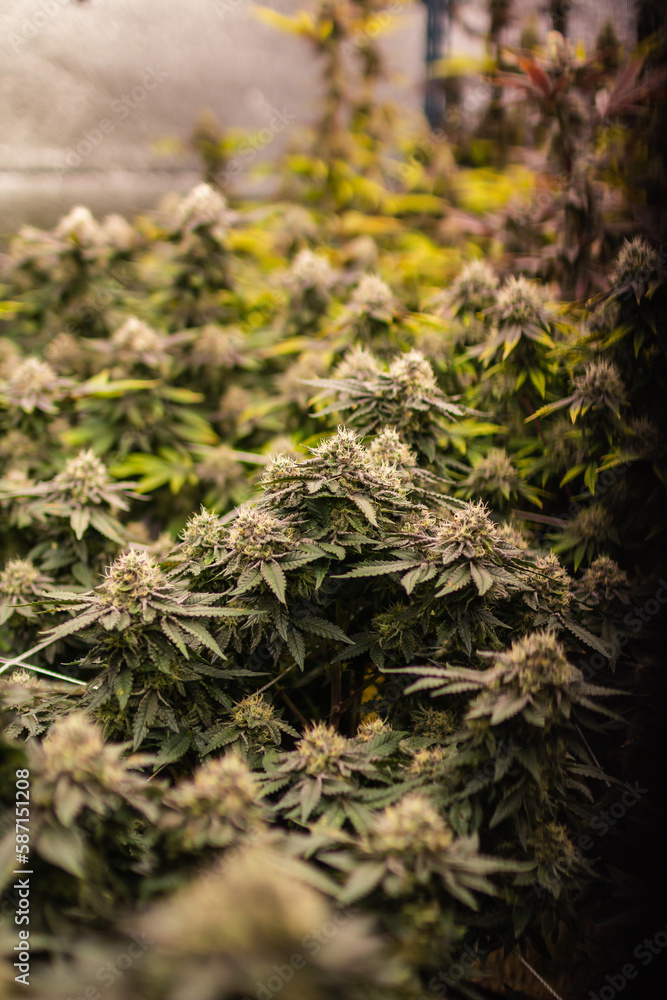 Cannabis Weed Marijuana indoor farm Growing leaf and flower Cannabis Weed Marijuana indoor farm Growing leaf and flower